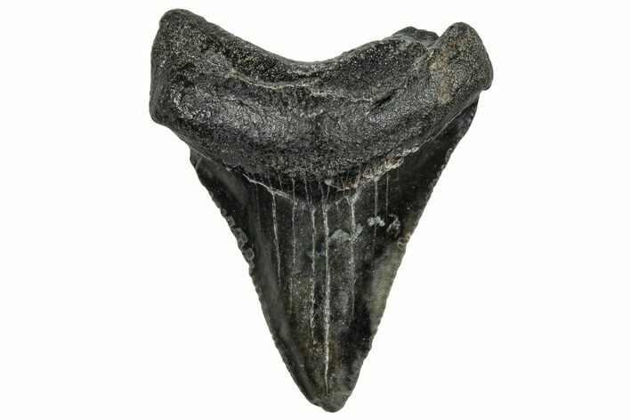 Serrated, Juvenile Megalodon Tooth - South Carolina #328457